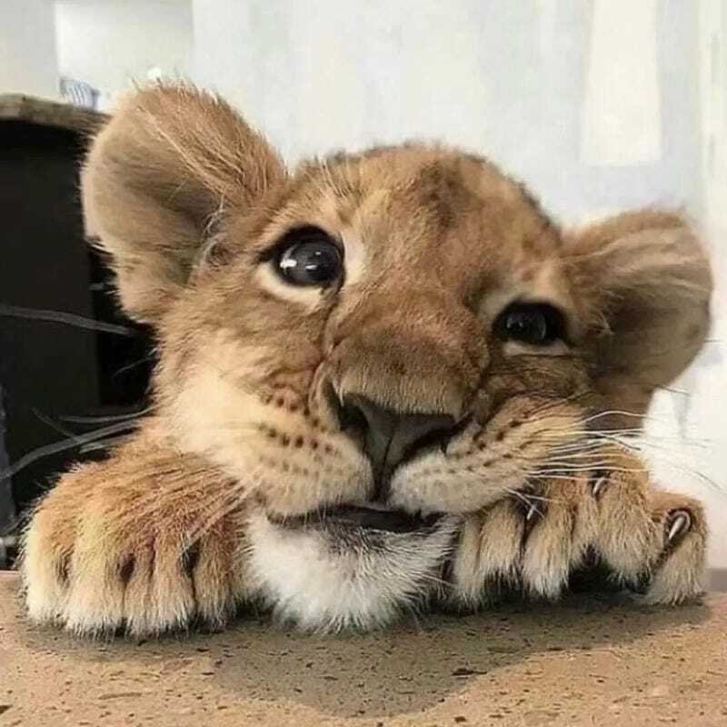Hình avatar trẻ trâu cute pha chút phong cách tinh nghịch
