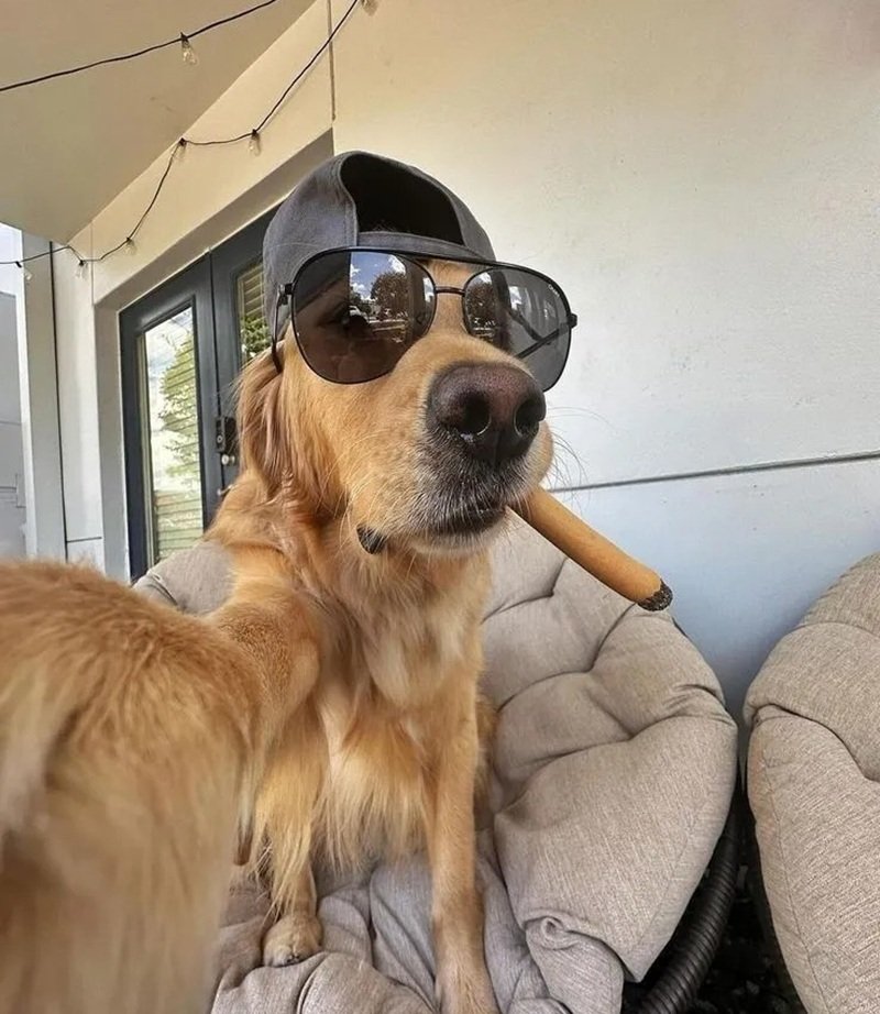 avatar vô tri chó 1