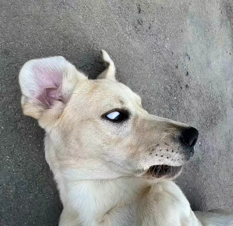 avatar vô tri chó 11