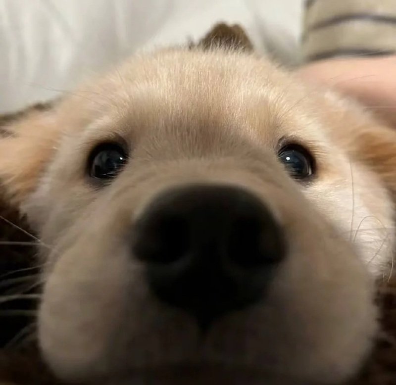 avatar vô tri chó 12