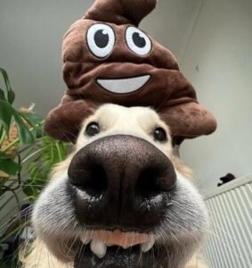 avatar vô tri chó 14