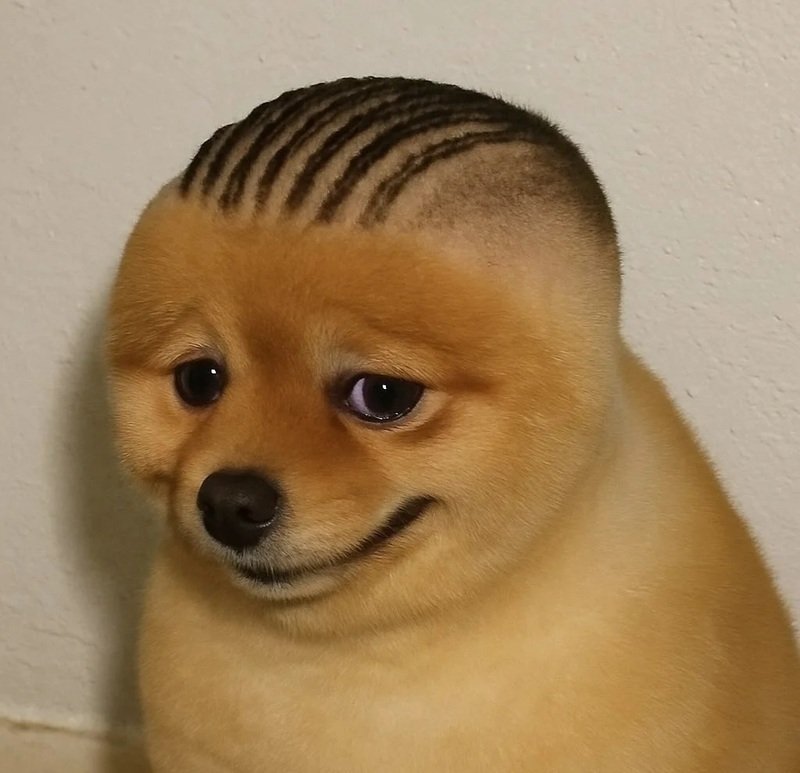 avatar vô tri chó 16