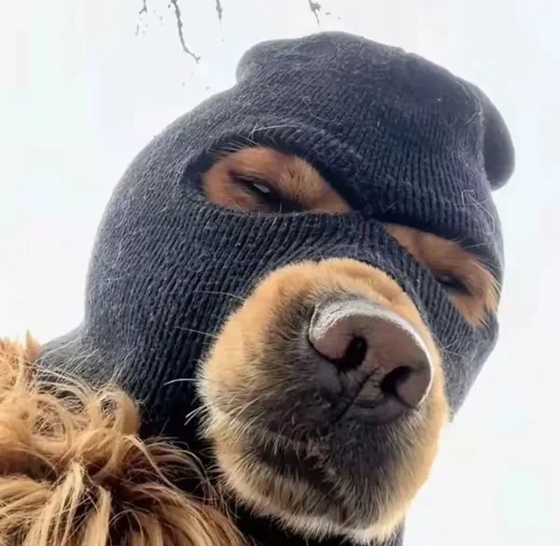 avatar vô tri chó 18