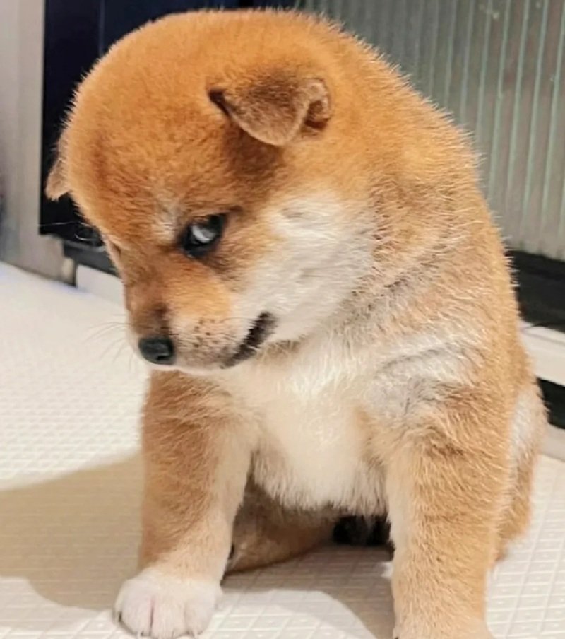 avatar vô tri chó 23