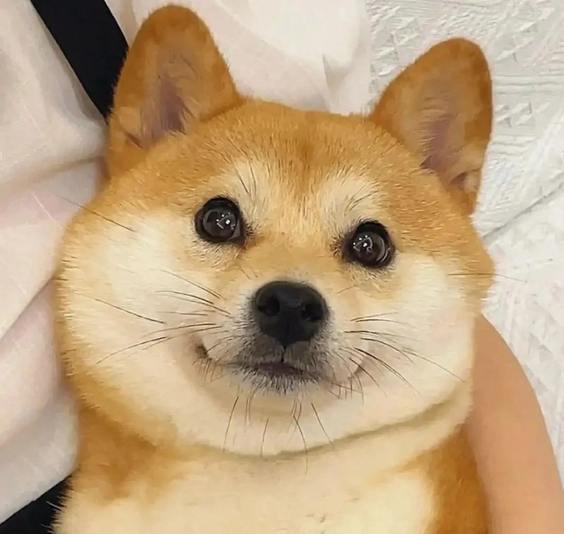 avatar vô tri chó 28