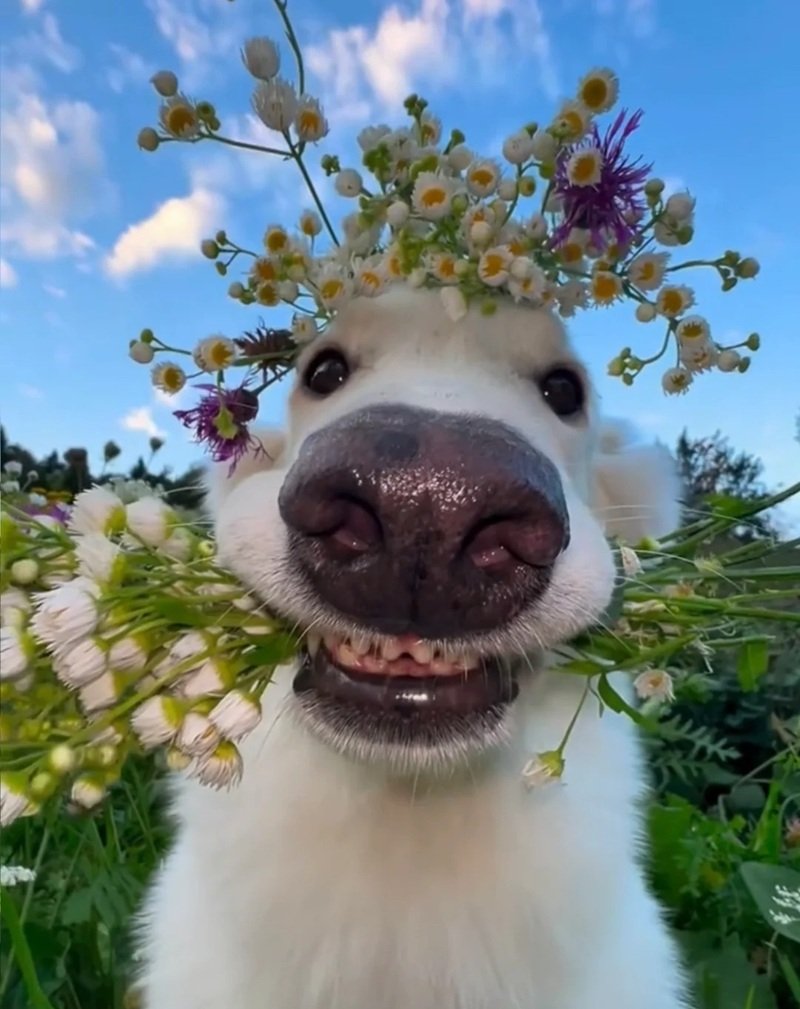 avatar vô tri chó 29