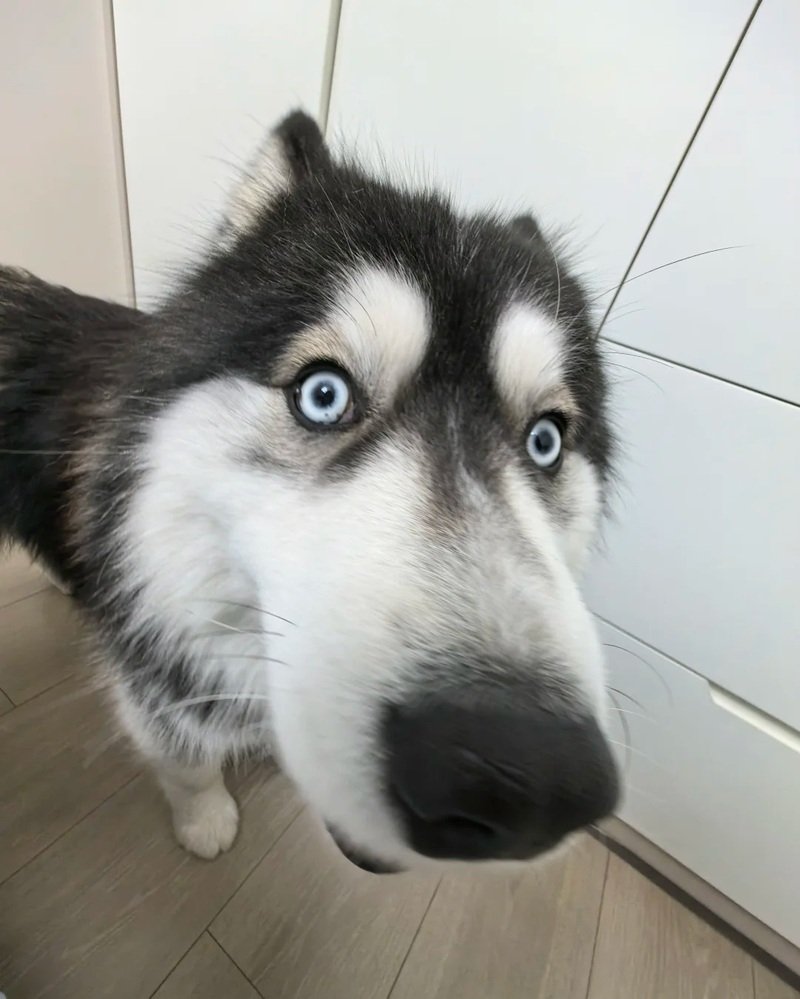 avatar vô tri chó 37