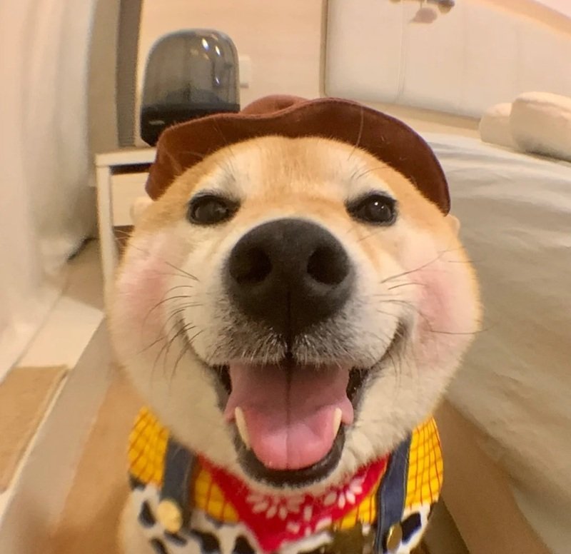 avatar vô tri chó 39