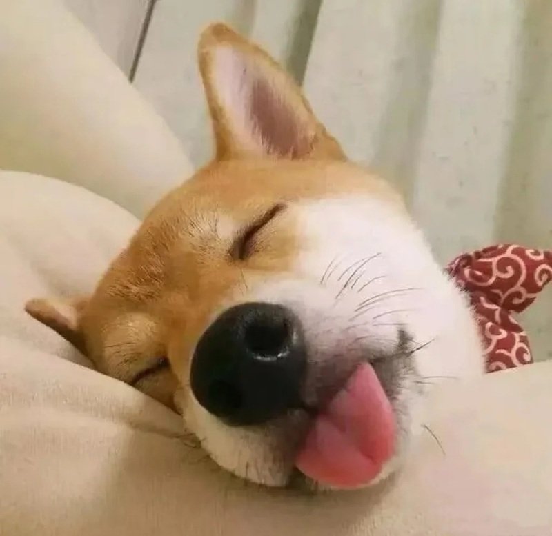 avatar vô tri chó 7