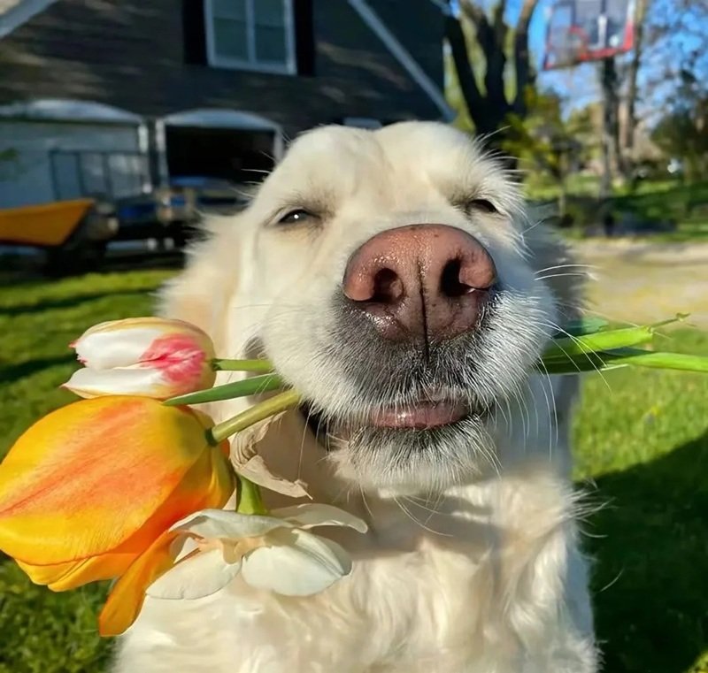 avatar vô tri chó 8