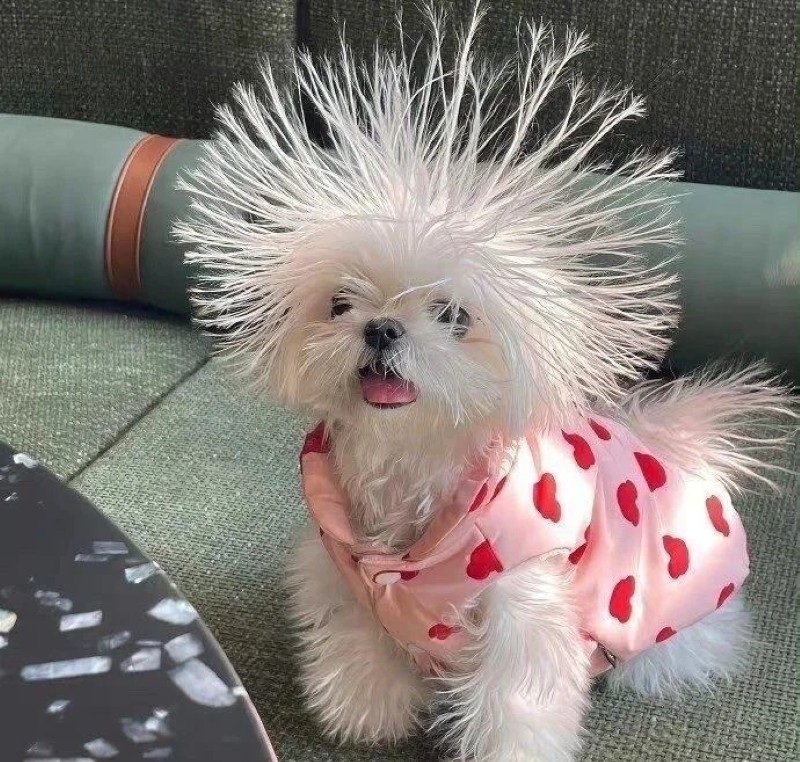 avatar vô tri meme 33