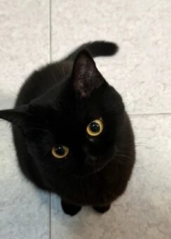 List 89+ avatar mèo đen 4K siêu nét, nghệ thuật, hợp mọi nền tảng