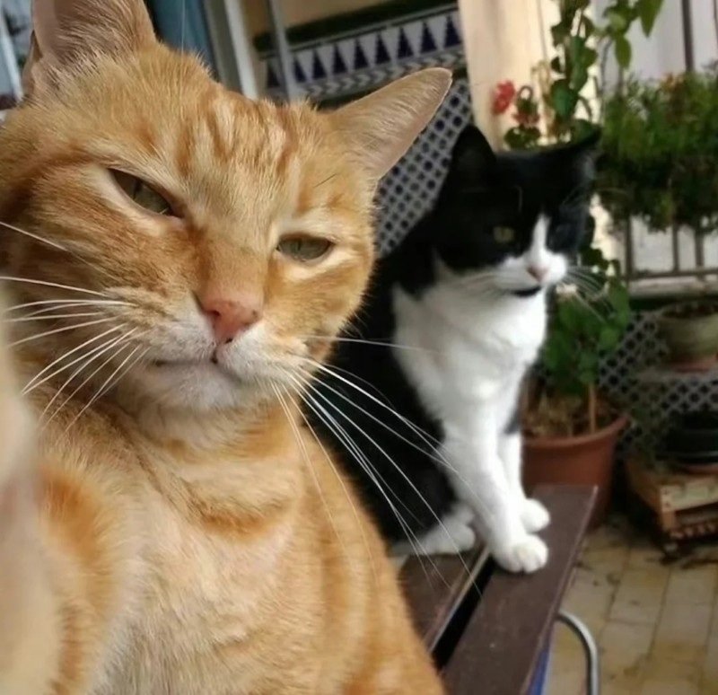 hình avatar mèo vô tri