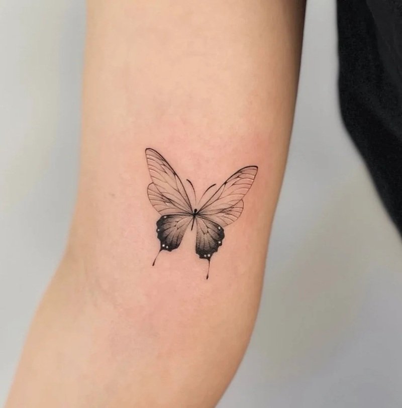 hình xăm con bướm 11