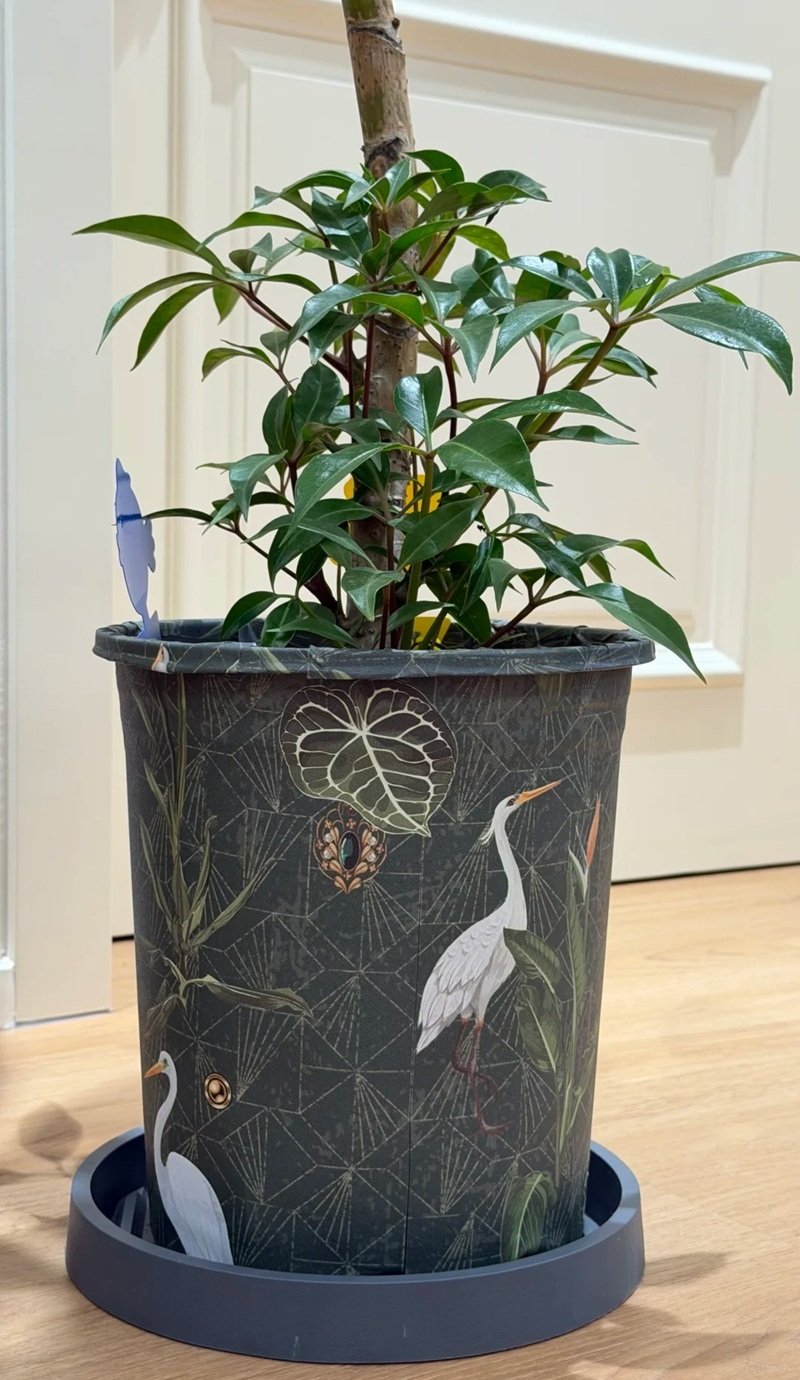 trang trí chậu cảnh 17