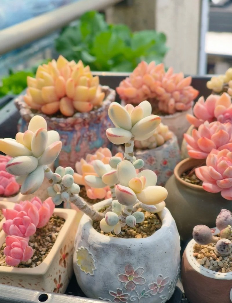 trang trí chậu cảnh 31