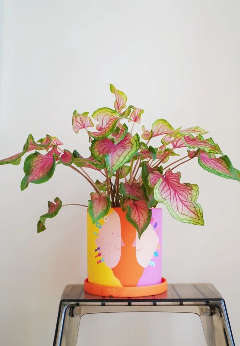 trang trí chậu cảnh 5