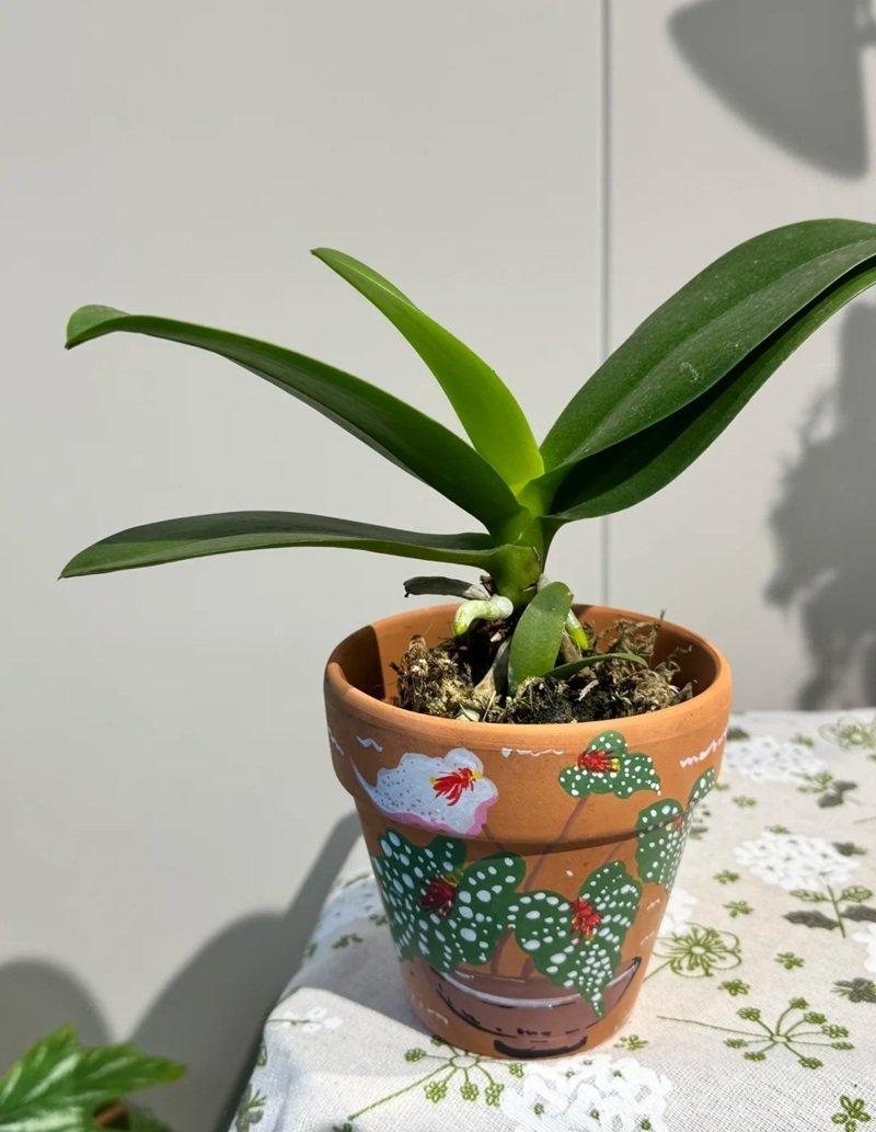 vẽ trang trí chậu cảnh lớp 8 đơn giản