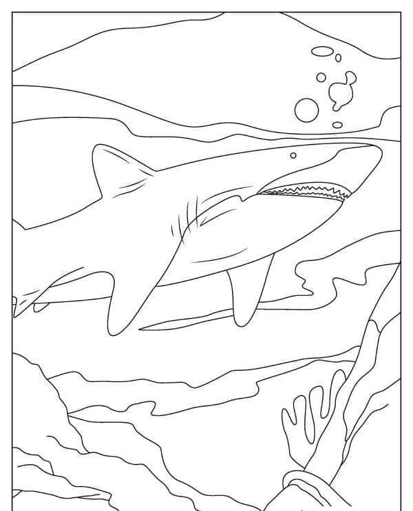 tô màu cá mập 8