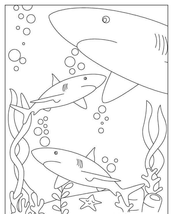 tô màu cá mập 9