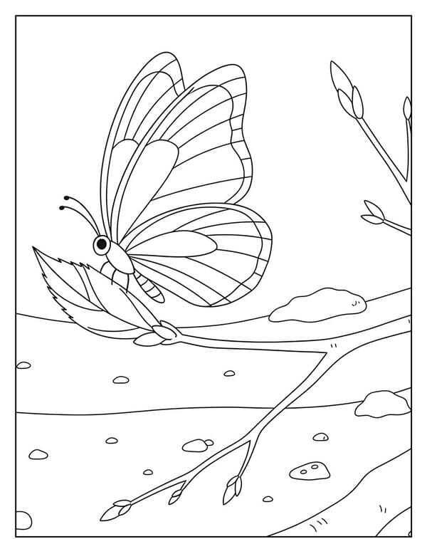 tô màu con bướm 27