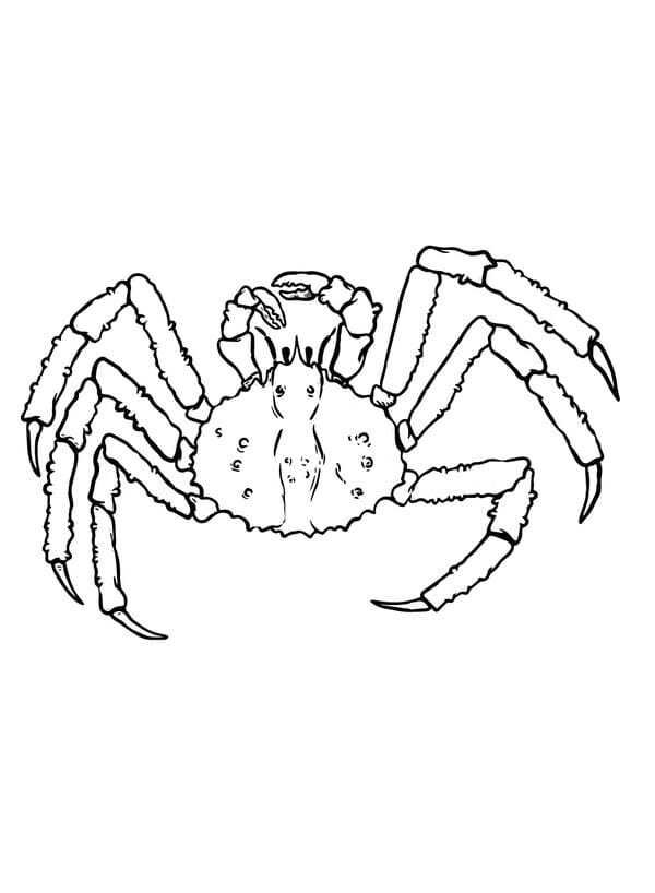 Khám phá 96+ tô màu con cua sinh động cho bé sáng tạo - Hình ảnh bài viết