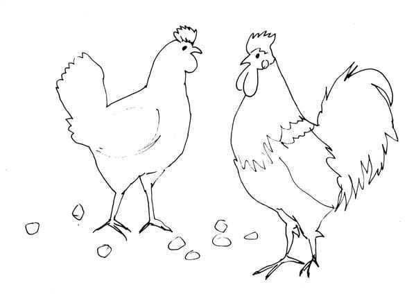 tô màu con gà trống 20