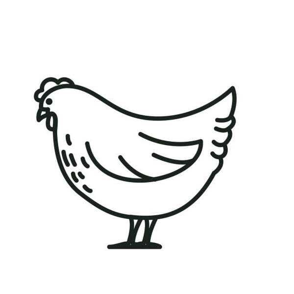 tranh tô màu con gà mái 8