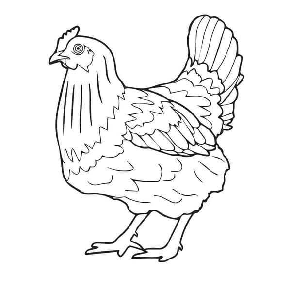 tranh tô màu con gà mái 9