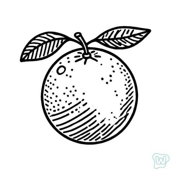 tranh tô màu quả cam 21