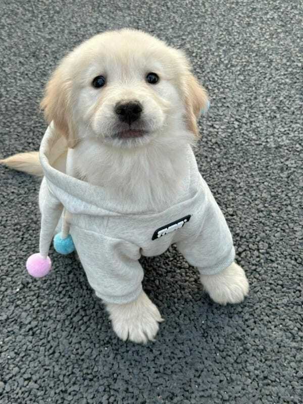 hình ảnh con chó cute 10