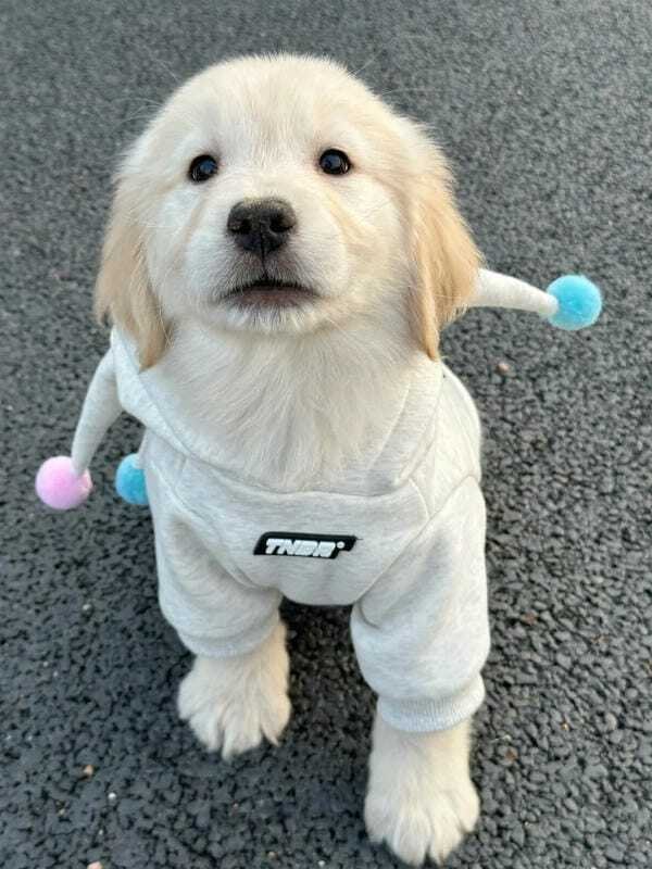 hình ảnh con chó cute 11