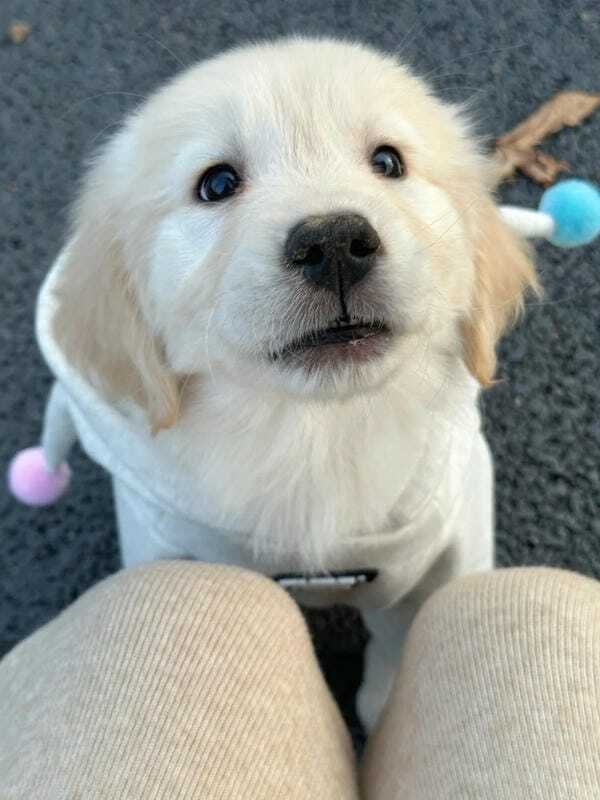 hình ảnh con chó cute 13