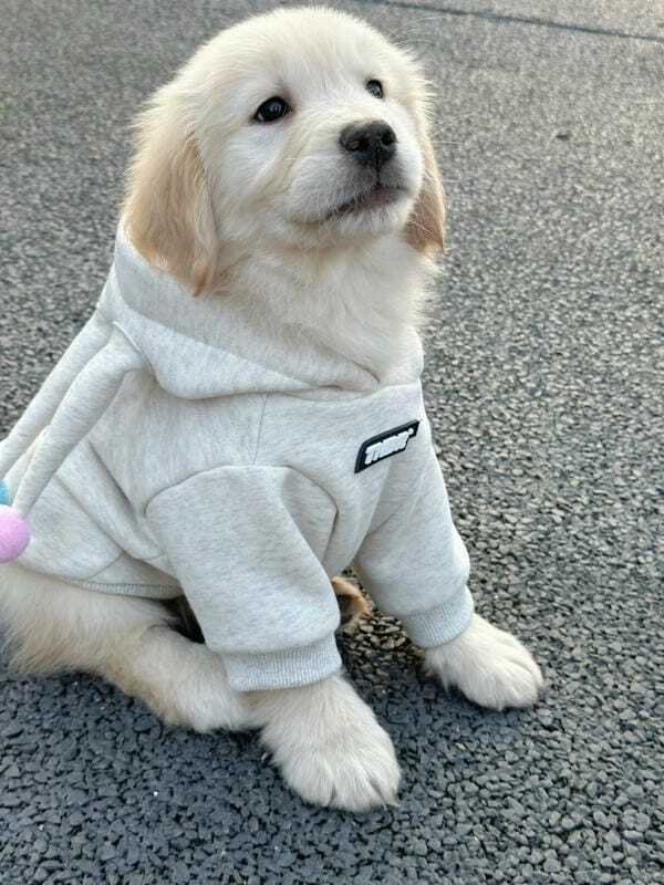 hình ảnh con chó cute 14