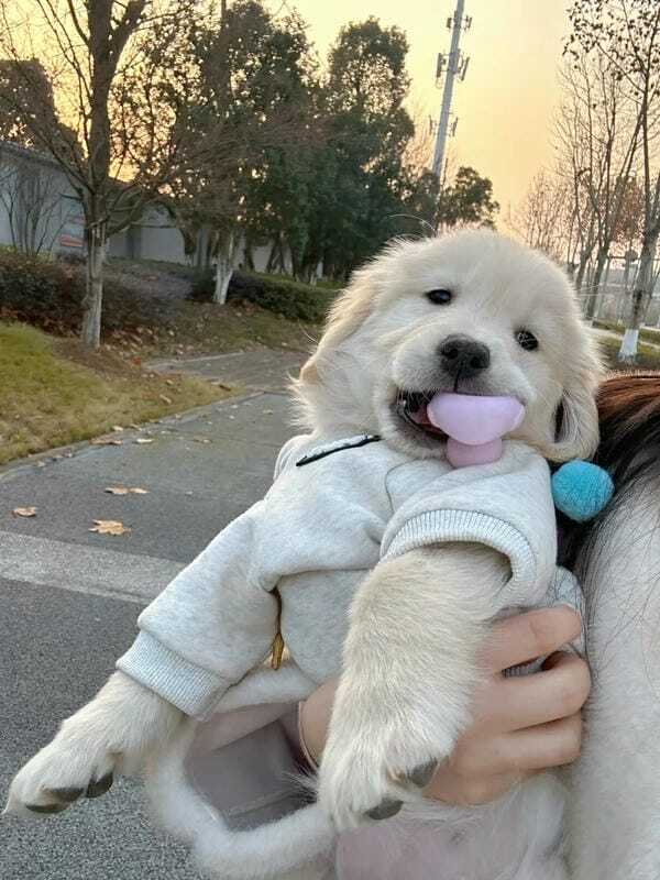 hình ảnh con chó cute 15