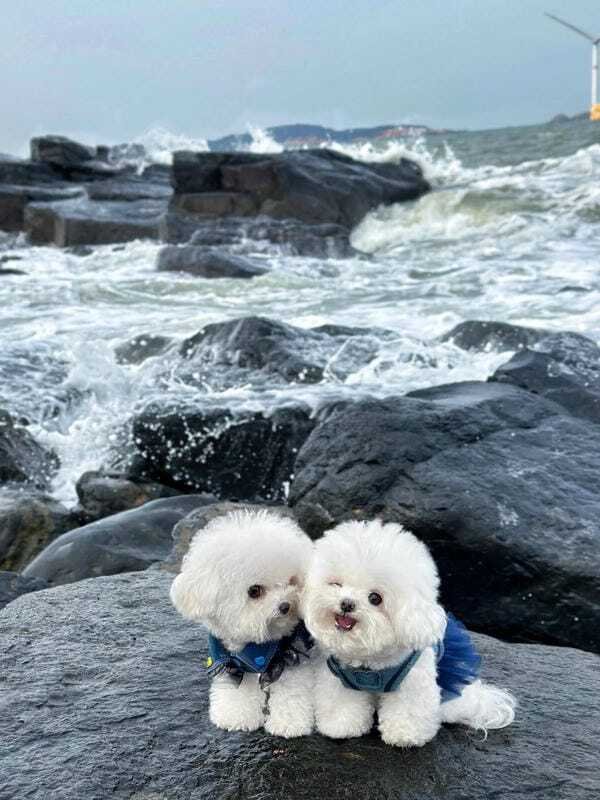 hình ảnh con chó cute 17