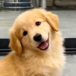 80+ Hình ảnh con chó cute siêu đáng yêu khiến ai cũng thích