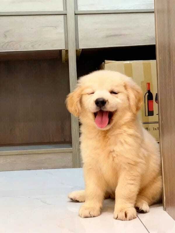 hình ảnh con chó cute 22