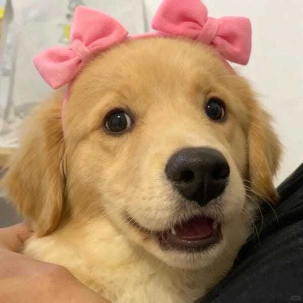 hình ảnh con chó cute 28