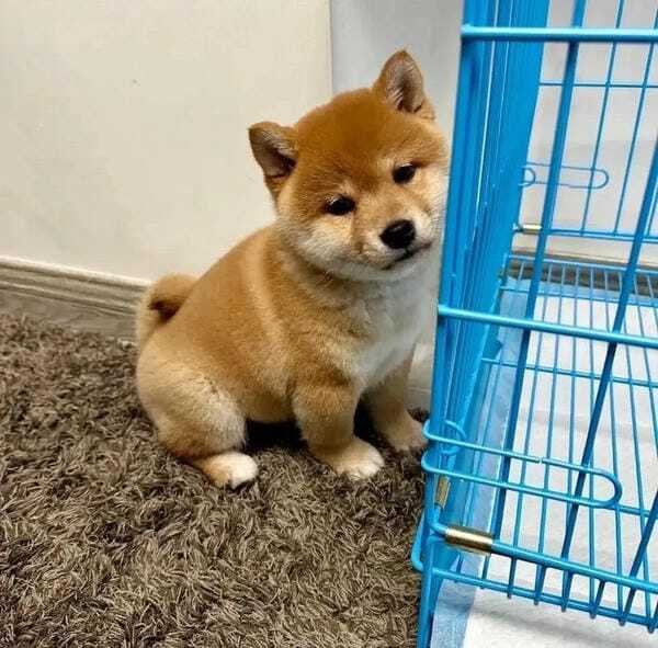 hình ảnh con chó cute 32