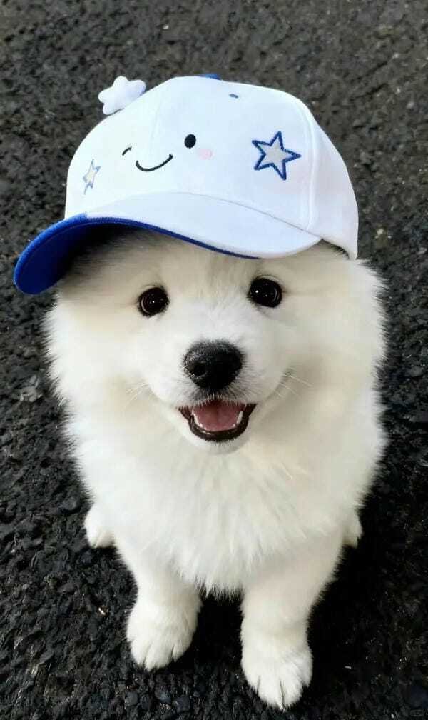 hình ảnh con chó cute 33