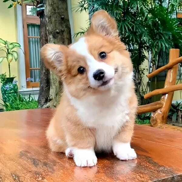 hình ảnh con chó cute 4
