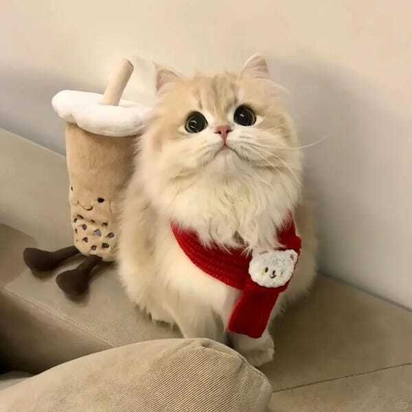 hình ảnh con chó cute 5