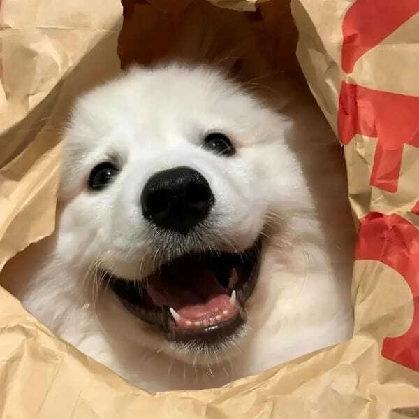 hình ảnh con chó cute 6