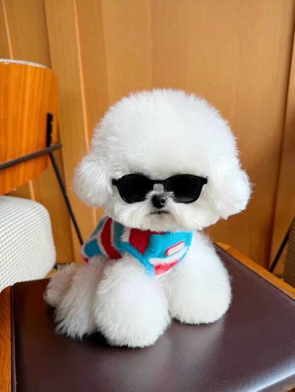 hình ảnh con chó cute 8