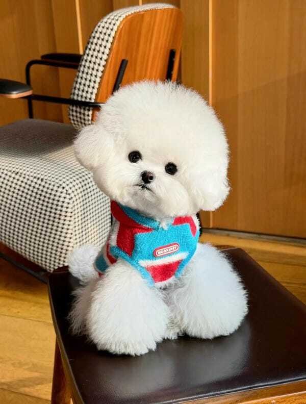 hình ảnh con chó cute 9