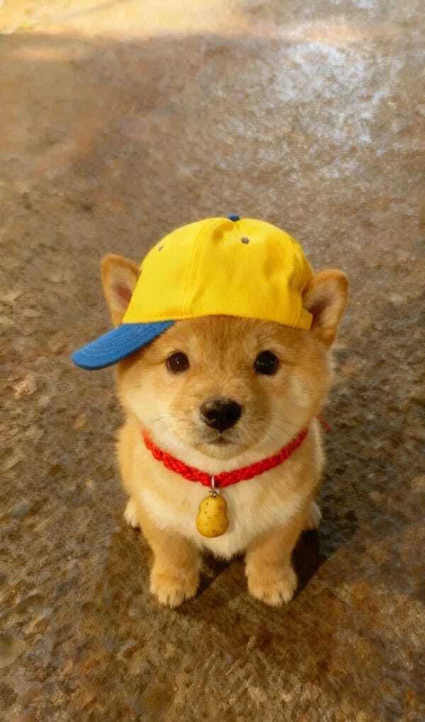 hình ảnh con chó ngáo