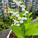 Sưu tầm 88+ ảnh hoa linh lan đẹp tinh khôi với vẻ đẹp đầy cuốn hút