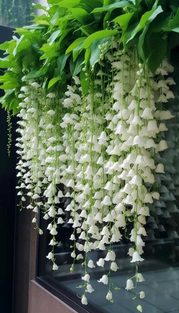 ảnh hoa linh lan 42