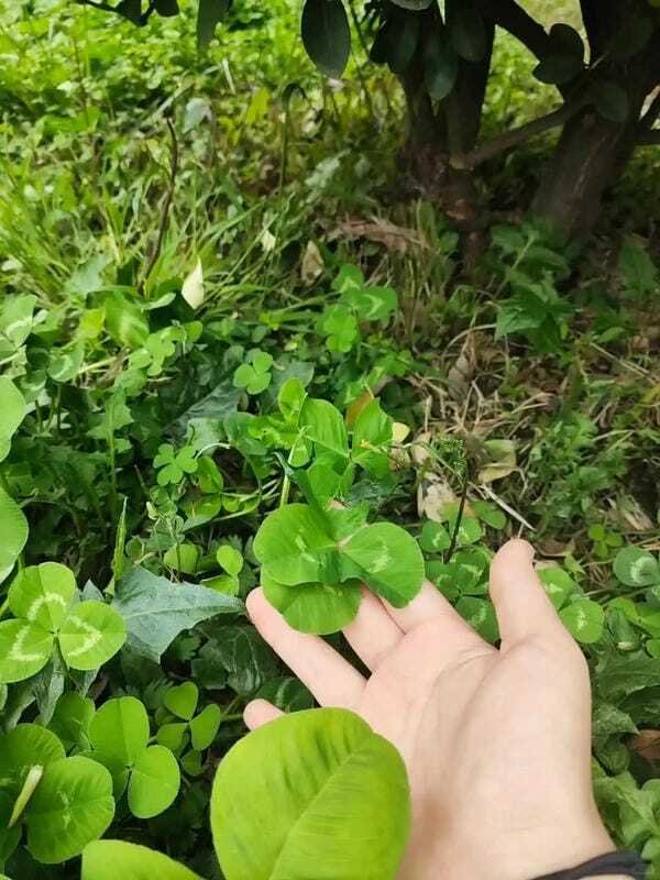 ảnh may mắn 31